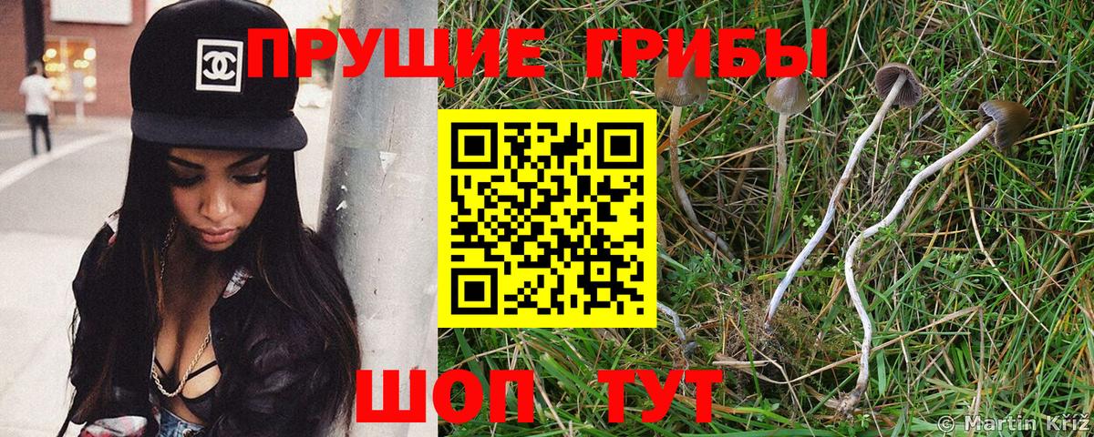 Берёзовский  Псилоцибиновые грибы GOLDEN TEACHER  Галлюциногенные грибы GOLDEN TEACHER  Вход с VPN 